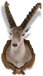 Steinbock - Oasis Zermatt